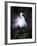 Egret Breeding Plumage, Venice, Florida, USA-Art Wolfe-Framed Photographic Print