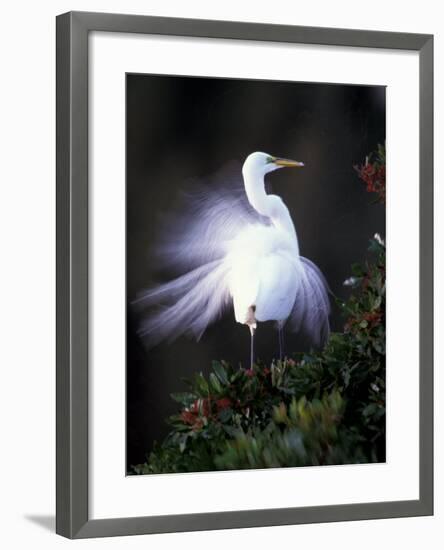 Egret Breeding Plumage, Venice, Florida, USA-Art Wolfe-Framed Photographic Print