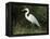 Egret, Everglades National Park, Unesco World Heritage Site, Florida, USA-Ethel Davies-Framed Premier Image Canvas