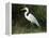 Egret, Everglades National Park, Unesco World Heritage Site, Florida, USA-Ethel Davies-Framed Premier Image Canvas