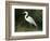 Egret, Everglades National Park, Unesco World Heritage Site, Florida, USA-Ethel Davies-Framed Photographic Print