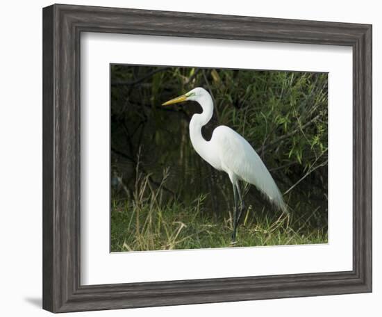 Egret, Everglades National Park, Unesco World Heritage Site, Florida, USA-Ethel Davies-Framed Photographic Print