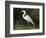 Egret, Everglades National Park, Unesco World Heritage Site, Florida, USA-Ethel Davies-Framed Photographic Print