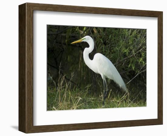 Egret, Everglades National Park, Unesco World Heritage Site, Florida, USA-Ethel Davies-Framed Photographic Print