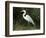 Egret, Everglades National Park, Unesco World Heritage Site, Florida, USA-Ethel Davies-Framed Photographic Print