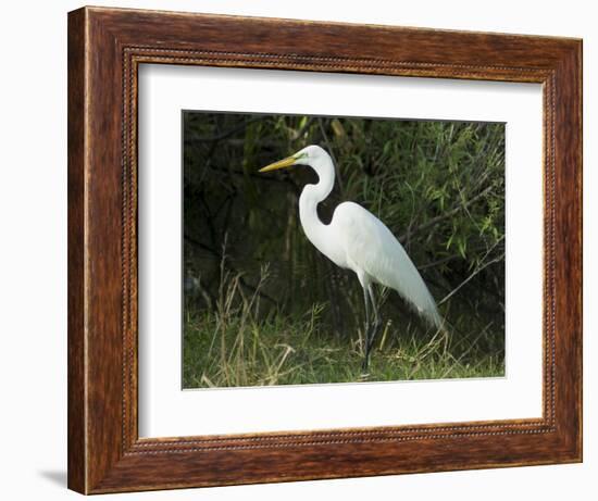 Egret, Everglades National Park, Unesco World Heritage Site, Florida, USA-Ethel Davies-Framed Photographic Print