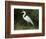 Egret, Everglades National Park, Unesco World Heritage Site, Florida, USA-Ethel Davies-Framed Photographic Print