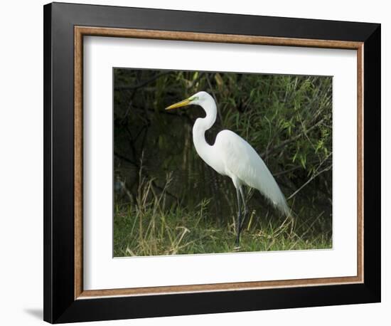 Egret, Everglades National Park, Unesco World Heritage Site, Florida, USA-Ethel Davies-Framed Photographic Print