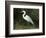 Egret, Everglades National Park, Unesco World Heritage Site, Florida, USA-Ethel Davies-Framed Photographic Print