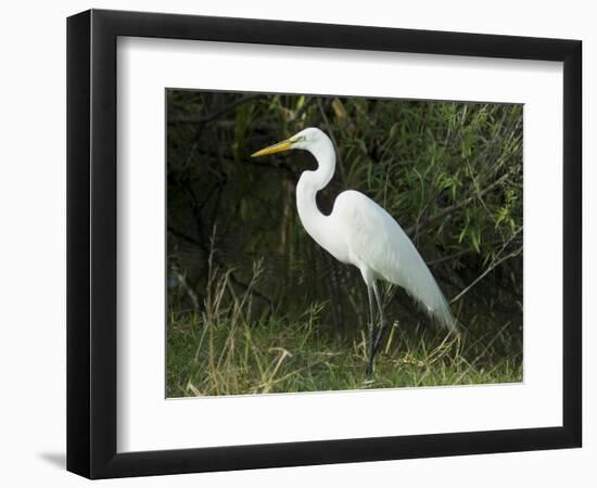 Egret, Everglades National Park, Unesco World Heritage Site, Florida, USA-Ethel Davies-Framed Photographic Print