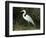 Egret, Everglades National Park, Unesco World Heritage Site, Florida, USA-Ethel Davies-Framed Photographic Print