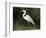 Egret, Everglades National Park, Unesco World Heritage Site, Florida, USA-Ethel Davies-Framed Photographic Print