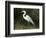 Egret, Everglades National Park, Unesco World Heritage Site, Florida, USA-Ethel Davies-Framed Photographic Print