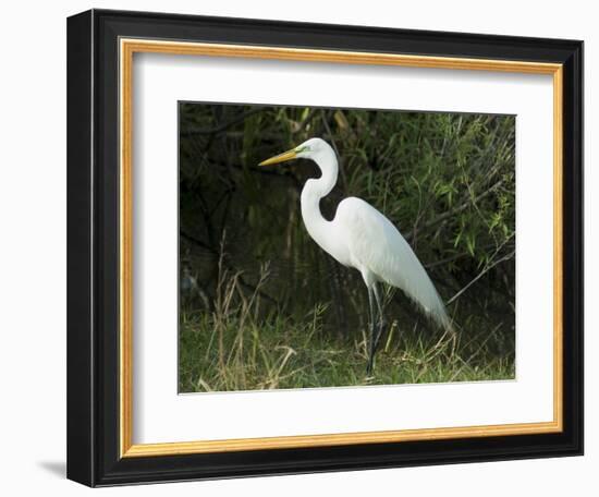 Egret, Everglades National Park, Unesco World Heritage Site, Florida, USA-Ethel Davies-Framed Photographic Print