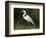 Egret, Everglades National Park, Unesco World Heritage Site, Florida, USA-Ethel Davies-Framed Photographic Print