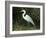 Egret, Everglades National Park, Unesco World Heritage Site, Florida, USA-Ethel Davies-Framed Photographic Print