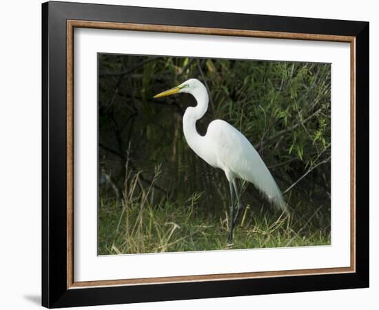 Egret, Everglades National Park, Unesco World Heritage Site, Florida, USA-Ethel Davies-Framed Photographic Print