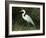 Egret, Everglades National Park, Unesco World Heritage Site, Florida, USA-Ethel Davies-Framed Photographic Print