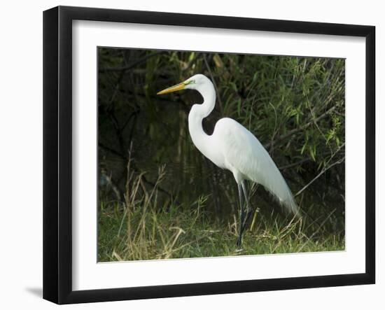 Egret, Everglades National Park, Unesco World Heritage Site, Florida, USA-Ethel Davies-Framed Photographic Print