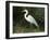 Egret, Everglades National Park, Unesco World Heritage Site, Florida, USA-Ethel Davies-Framed Photographic Print