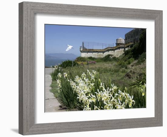 Egret Flies over the lawns of Alcatraz, San Francisco, California-Eric Risberg-Framed Photographic Print