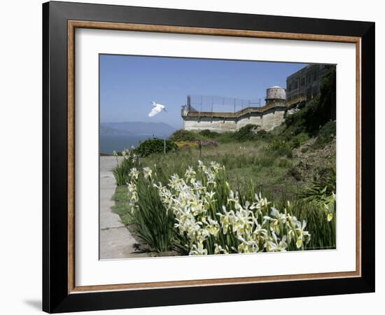 Egret Flies over the lawns of Alcatraz, San Francisco, California-Eric Risberg-Framed Photographic Print