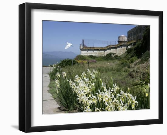 Egret Flies over the lawns of Alcatraz, San Francisco, California-Eric Risberg-Framed Photographic Print