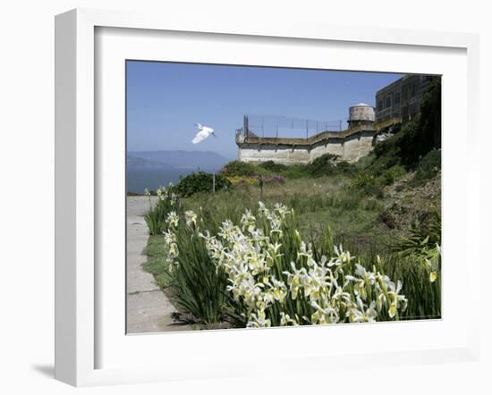 Egret Flies over the lawns of Alcatraz, San Francisco, California-Eric Risberg-Framed Photographic Print