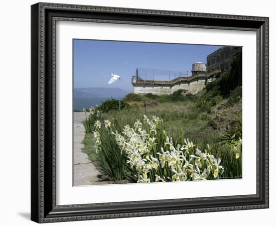 Egret Flies over the lawns of Alcatraz, San Francisco, California-Eric Risberg-Framed Photographic Print