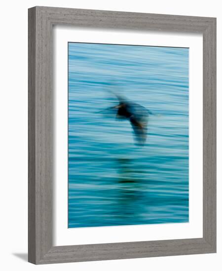 Egret Flying in Blur Caused by Slow Shutter Speed-James White-Framed Photographic Print