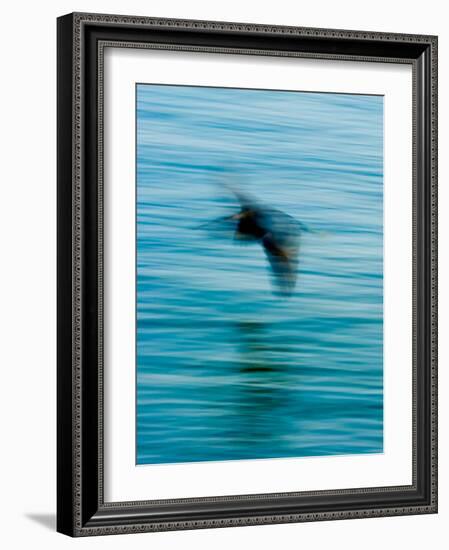 Egret Flying in Blur Caused by Slow Shutter Speed-James White-Framed Photographic Print