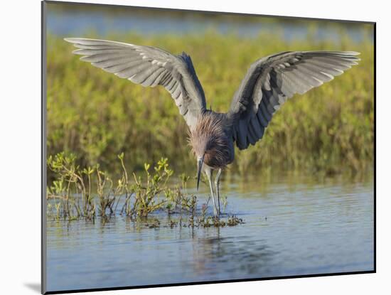 Egret hunting for prey, Egret rufescens, Espiritu Santo, Welder Flats, San Antonio Bay, Texas-Maresa Pryor-Mounted Photographic Print
