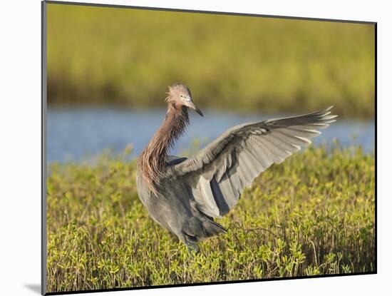 Egret hunting for prey, Egret rufescens, Espiritu Santo, Welder Flats, San Antonio Bay, Texas-Maresa Pryor-Mounted Photographic Print