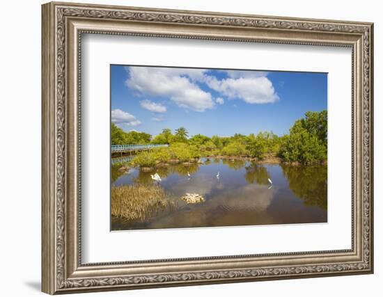 Egret in Mangroves, Playa Pesquero, Holguin Province, Cuba, West Indies, Caribbean, Central America-Jane Sweeney-Framed Photographic Print