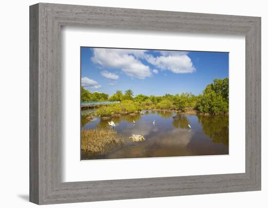 Egret in Mangroves, Playa Pesquero, Holguin Province, Cuba, West Indies, Caribbean, Central America-Jane Sweeney-Framed Photographic Print