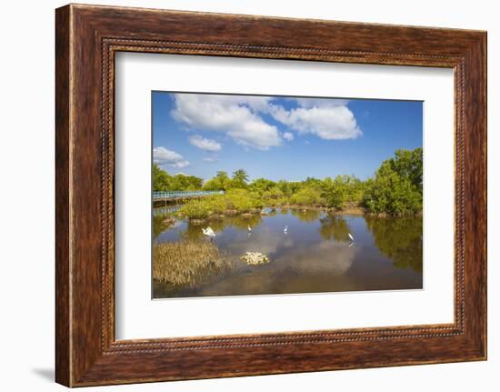 Egret in Mangroves, Playa Pesquero, Holguin Province, Cuba, West Indies, Caribbean, Central America-Jane Sweeney-Framed Photographic Print