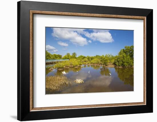 Egret in Mangroves, Playa Pesquero, Holguin Province, Cuba, West Indies, Caribbean, Central America-Jane Sweeney-Framed Photographic Print