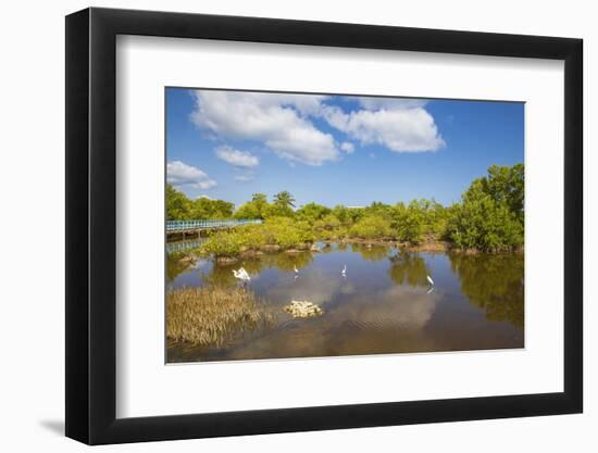 Egret in Mangroves, Playa Pesquero, Holguin Province, Cuba, West Indies, Caribbean, Central America-Jane Sweeney-Framed Photographic Print