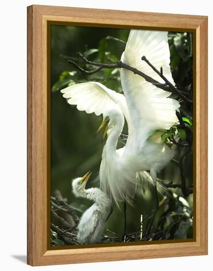 Egret Keeps Her Baby under Her Wing on a Tree, on the Banks of the River Brahmaputra in India-null-Framed Premier Image Canvas