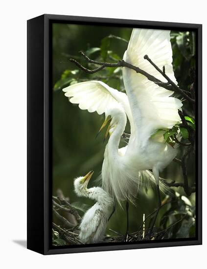 Egret Keeps Her Baby under Her Wing on a Tree, on the Banks of the River Brahmaputra in India-null-Framed Premier Image Canvas