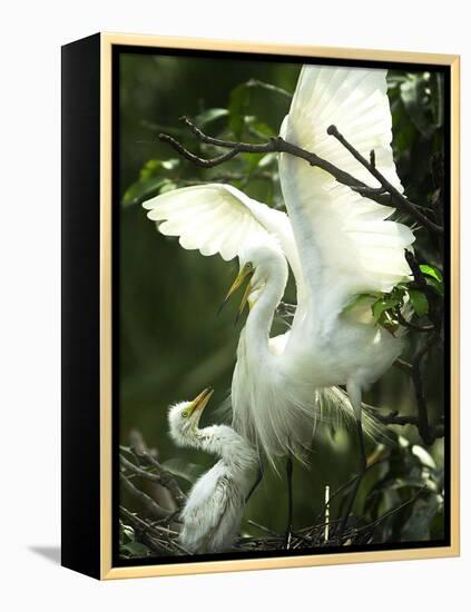 Egret Keeps Her Baby under Her Wing on a Tree, on the Banks of the River Brahmaputra in India-null-Framed Premier Image Canvas