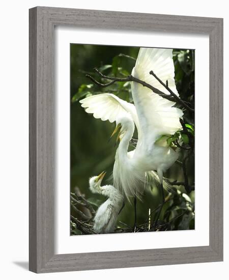 Egret Keeps Her Baby under Her Wing on a Tree, on the Banks of the River Brahmaputra in India-null-Framed Photographic Print