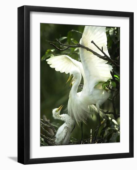 Egret Keeps Her Baby under Her Wing on a Tree, on the Banks of the River Brahmaputra in India-null-Framed Photographic Print