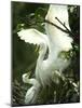 Egret Keeps Her Baby under Her Wing on a Tree, on the Banks of the River Brahmaputra in India-null-Mounted Photographic Print