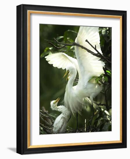 Egret Keeps Her Baby under Her Wing on a Tree, on the Banks of the River Brahmaputra in India-null-Framed Photographic Print