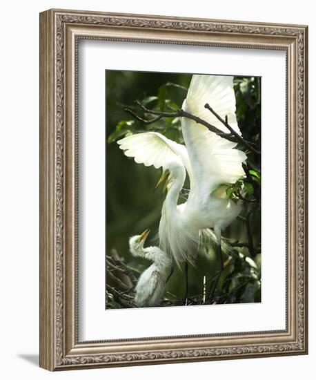 Egret Keeps Her Baby under Her Wing on a Tree, on the Banks of the River Brahmaputra in India-null-Framed Photographic Print