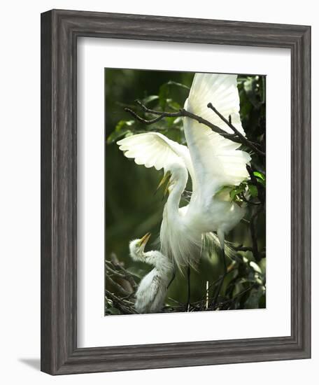 Egret Keeps Her Baby under Her Wing on a Tree, on the Banks of the River Brahmaputra in India-null-Framed Photographic Print