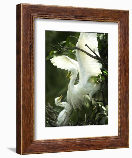 Egret Keeps Her Baby under Her Wing on a Tree, on the Banks of the River Brahmaputra in India-null-Framed Photographic Print