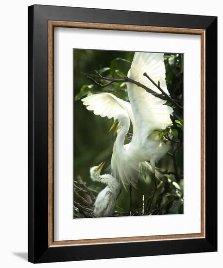 Egret Keeps Her Baby under Her Wing on a Tree, on the Banks of the River Brahmaputra in India-null-Framed Photographic Print