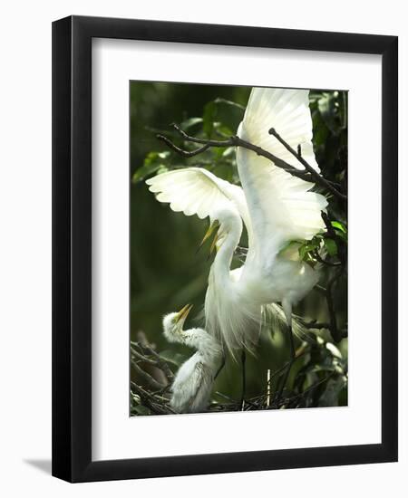 Egret Keeps Her Baby under Her Wing on a Tree, on the Banks of the River Brahmaputra in India-null-Framed Photographic Print